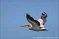 Розовый пеликан фото (Pelecanus onocrotalus) - изображение №140 onbird.ru.<br>Источник: www.naturephoto-cz.com